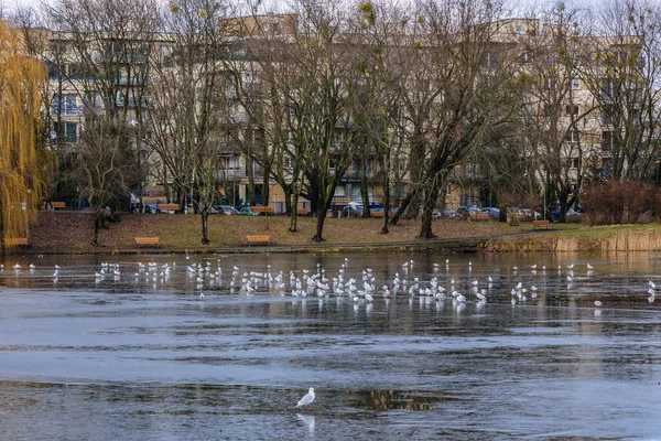 Vijver Szczesliwicki Park Warschau Stad Polen — Stockfoto