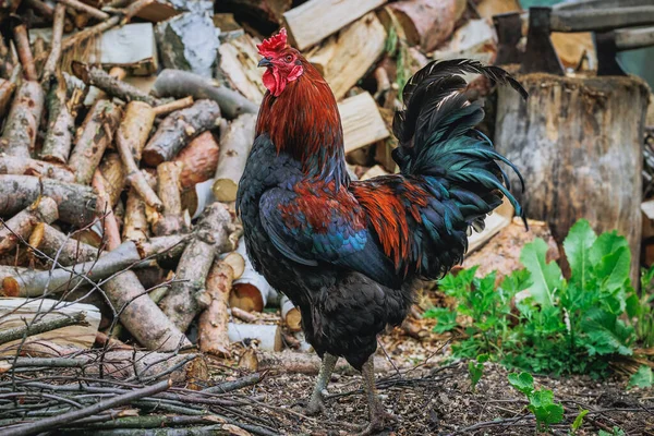 Bir Tavuk Çiftliğinde Horoz Polonya Kırsalında — Stok fotoğraf