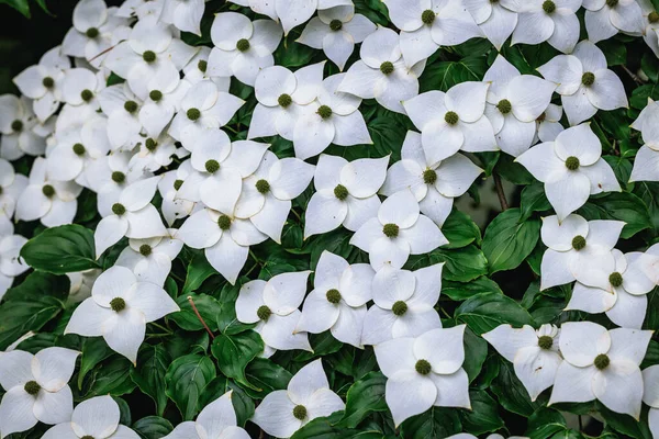 Sluiten Witte Bloemen Cornus Kousa Kleine Loofbomen Tuin — Stockfoto