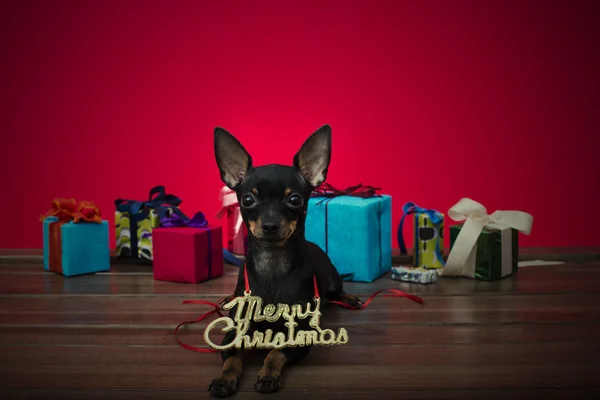 Pes jako dar na nový rok a Vánoce — Stock fotografie