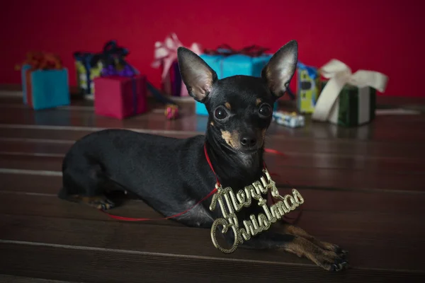 Dog as a gift on new year and Christmas — Stock Photo, Image