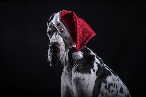 Hund som jultomten för nyår — Stockfoto