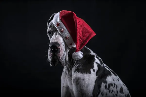 Pies jako santa claus na nowy rok Zdjęcia Stockowe bez tantiem