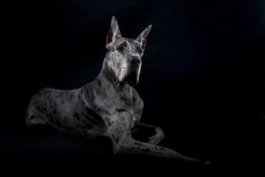 safkan köpek gri bir Danua mermer