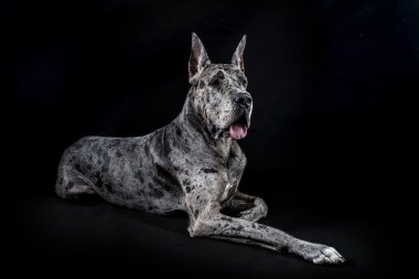 safkan köpek gri bir Danua mermer
