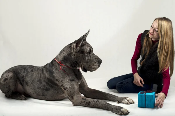 Girl gives to the Great Dane a gift on a holiday of new year — Stock Photo, Image