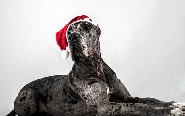 Šedý mramor doga s čepici santa Claus — Stock fotografie