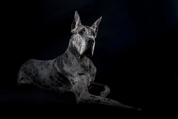 Volbloed hond een grijs marmer great dane — Stockfoto