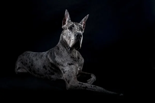 safkan köpek gri bir Danua mermer