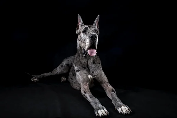 Volbloed hond een grijs marmer great dane — Stockfoto