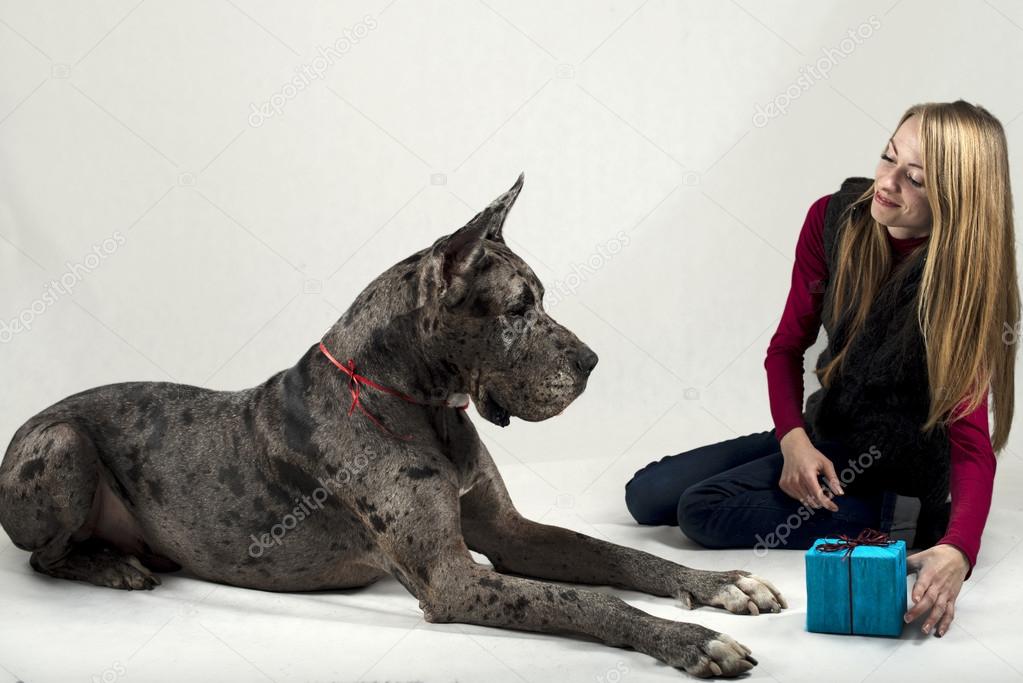 girl gives to the Great Dane a gift on a holiday of new year