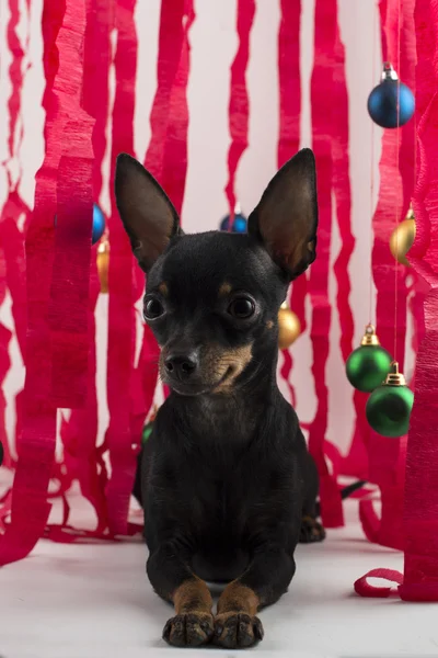 Pes jako dar na nový rok a Vánoce — Stock fotografie