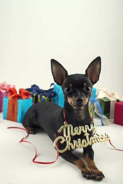 Perro como regalo en año nuevo y Navidad —  Fotos de Stock