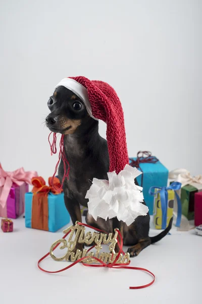 Cão como um presente no Ano Novo e Natal — Fotografia de Stock