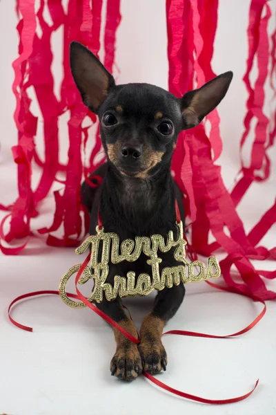 Cão como um presente no Ano Novo e Natal — Fotografia de Stock