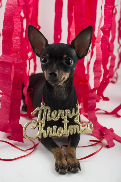 Σκυλί ως δώρο για την Πρωτοχρονιά και τα Χριστούγεννα — Φωτογραφία Αρχείου