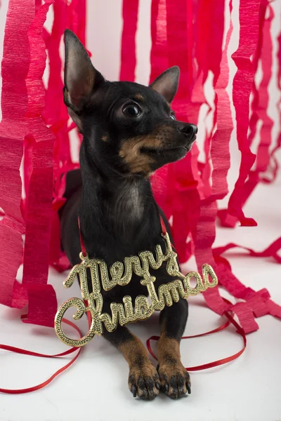 新年とクリスマスのギフトとしての犬 — ストック写真