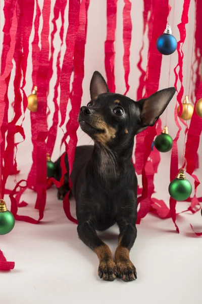 作为对新的一年和圣诞礼物的狗 — 图库照片