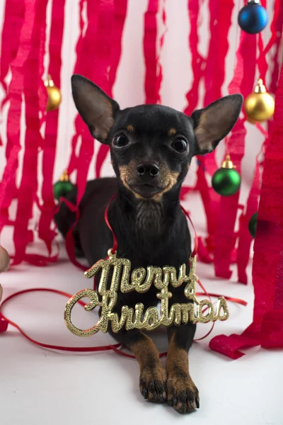 Cão como um presente no Ano Novo e Natal — Fotografia de Stock