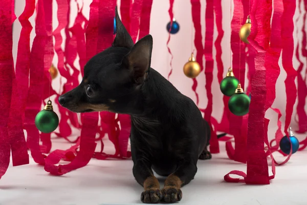 Cane come regalo durante anno nuovo e Natale — Foto Stock