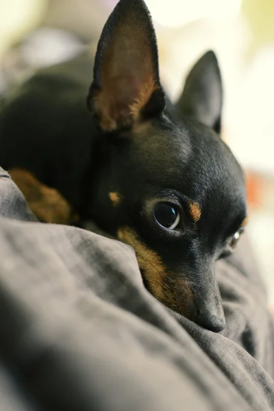 Perro de la raza el juguete ruso terrier negro ha caído las mentiras —  Fotos de Stock