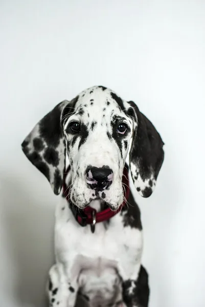 köpek doğurmak Danua alacalı renk