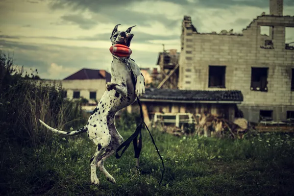 Pies Wielki Duńczyk w skok połowy zabawka Zdjęcia Stockowe bez tantiem