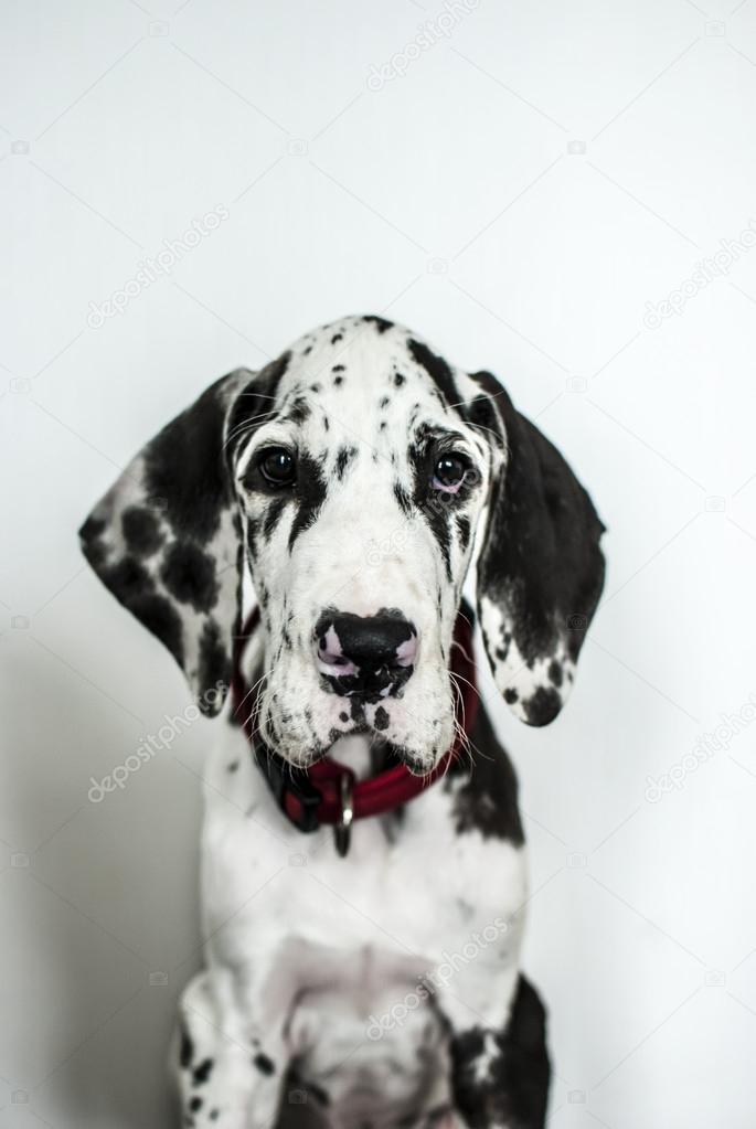 dog of breed Great Dane of harlequin color