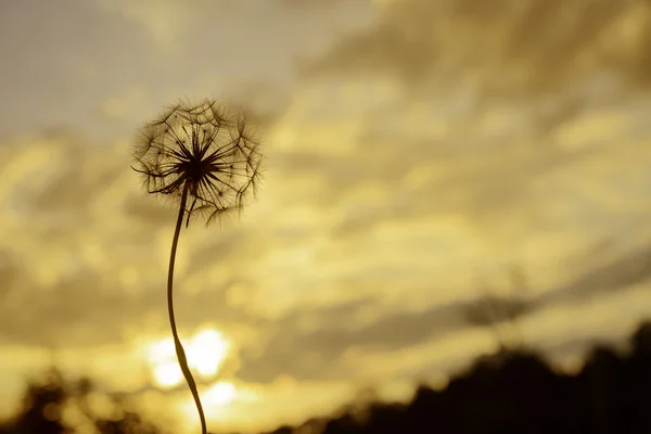 Flor de diente de león contra la puesta de sol en la noche — Foto de Stock