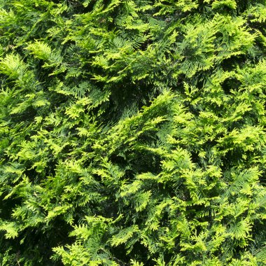 köknar ağacı iğneler doku