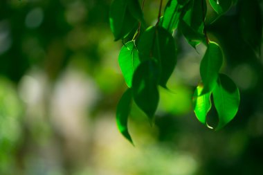 Ağaç yapraklarında parlayan ışık