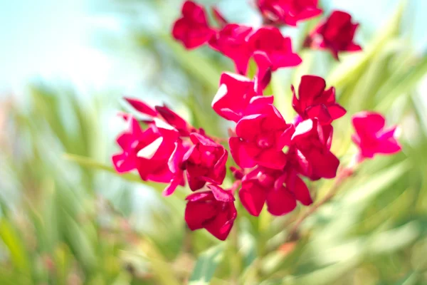 Růžové květy — Stock fotografie