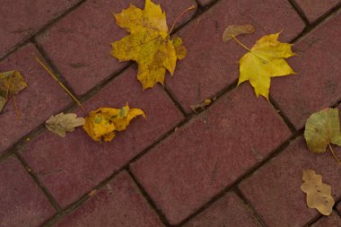 sonbahar arka plan ile yaprakları.