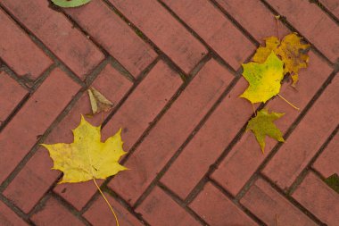 sonbahar arka plan ile yaprakları.