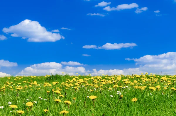 Frühlingswiese — Stockfoto