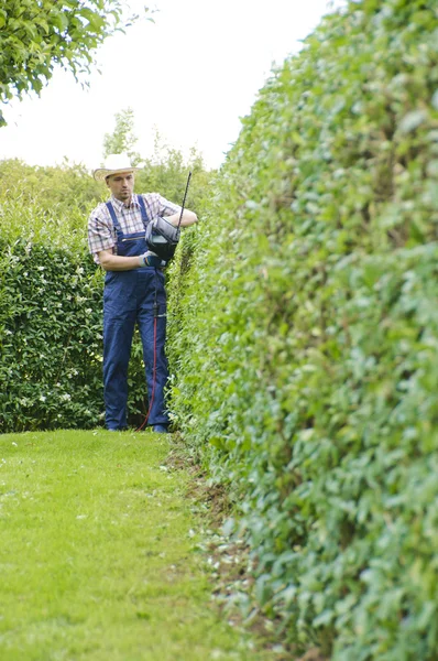 Giardinaggio, taglio siepi — Foto Stock