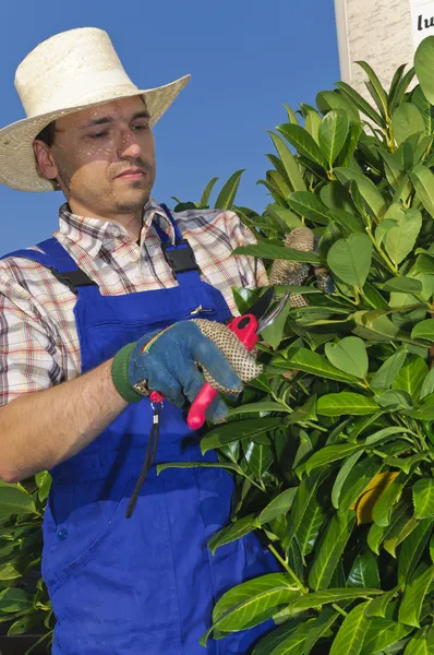 Potatura, uomo con giardinaggio — Foto Stock