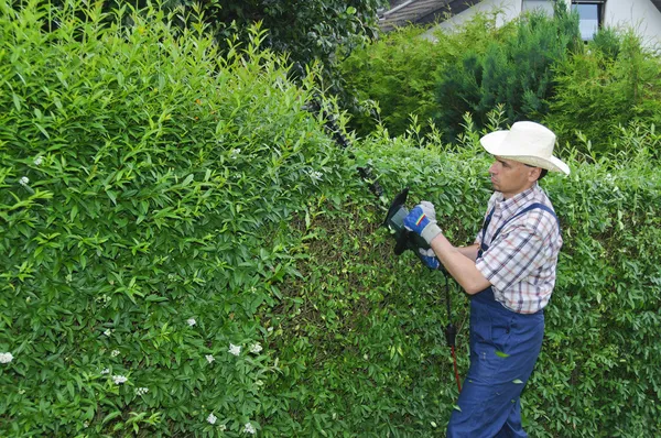 Tuinieren, snijden hedge — Stockfoto