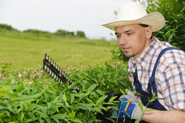 Tuinieren, snijden hedge — Stockfoto