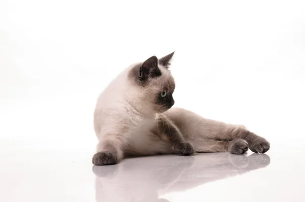 Retrato de gato británico Shorthair — Foto de Stock