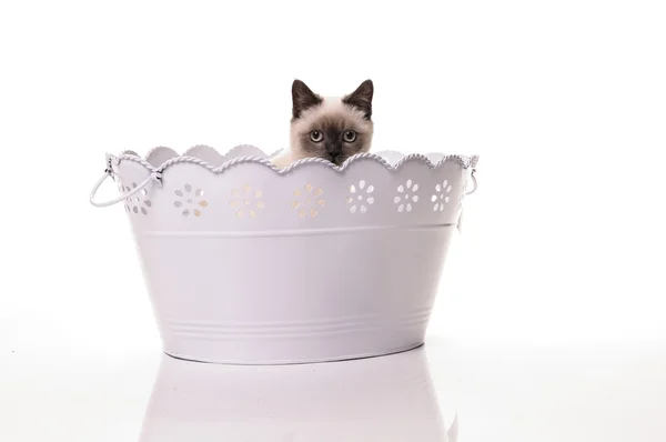 Effigie di British Shorthair cat — Foto Stock
