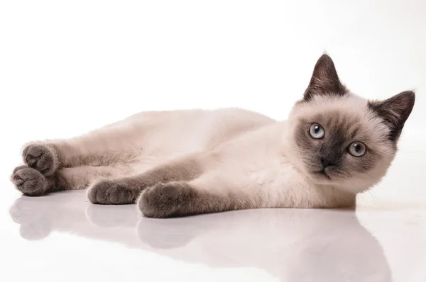 Retrato de gato británico Shorthair — Foto de Stock