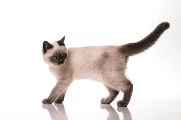 Bebe Chat Debout Images Libres De Droit Photos De Bebe Chat Debout Depositphotos