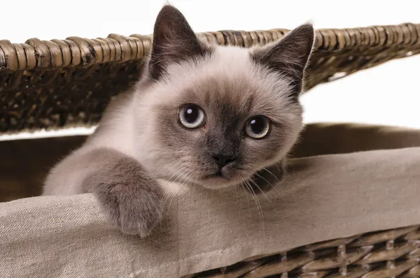 Meraklı minik kedi
