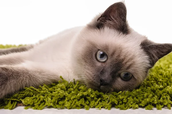 Retrato de gato británico Shorthair — Foto de Stock