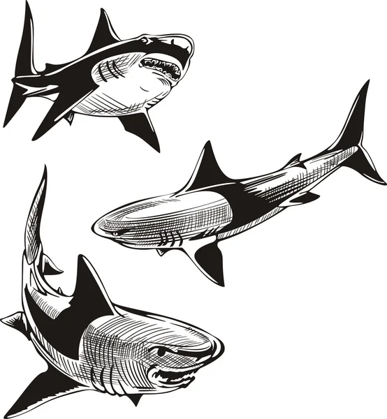 三个鲨鱼 — 图库矢量图片