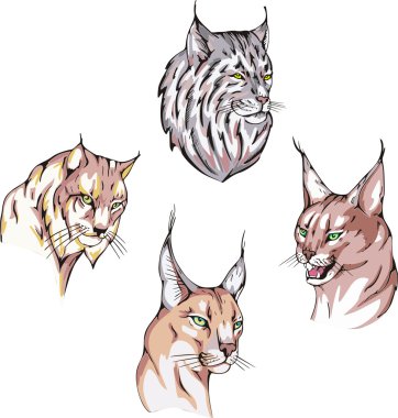lynx başkanları