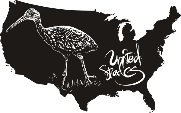 Limpkin and U.S. outline map — Stock Vector