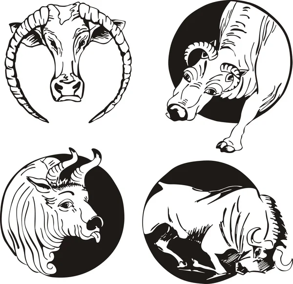 Round designs with bulls — Stock Vector