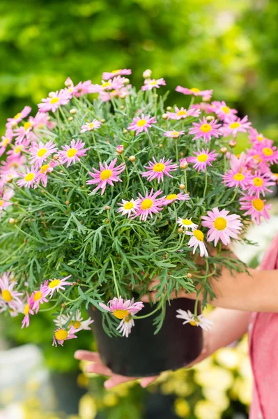 Purple daisy flower in pot — Zdjęcie stockowe